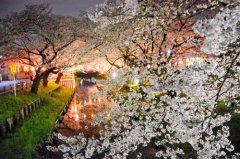 <b>日本各地迎赏樱高峰 繁花似锦(组图)</b>