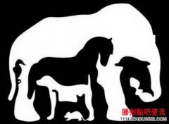 你第一眼最先看到哪种动物？测出你的天