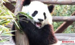 乌鸦拔熊猫毛搭窝网友：这乌鸦太坏了