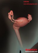 <b>胎儿四十周在子宫内发育全过程（3D组图）胎儿发育过程</b>