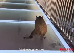 <b>山猪误闯玻璃天桥吓得瘫软在地不堪动弹真是太逗了</b>