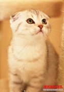 猫有姓！何韵诗的猫本姓卢