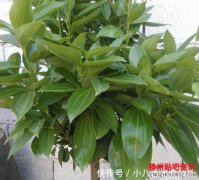 客厅再小，这“2种花”也要养，吸甲醛、净化空气
