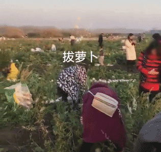 200亩萝卜被拔光怎么回事?一句谣言菜农损失40万来龙去脉