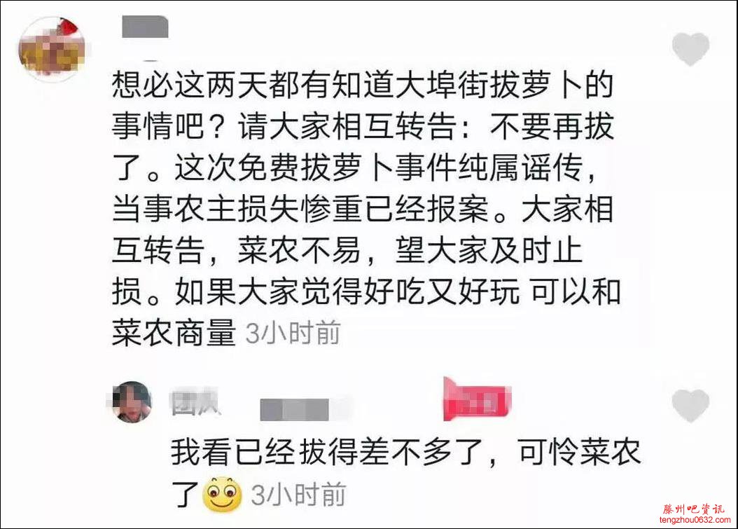 200亩萝卜被拔光怎么回事?一句谣言菜农损失40万来龙去脉