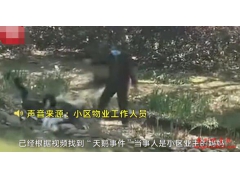 老人为了偷天鹅蛋毒打天鹅是什么情况？