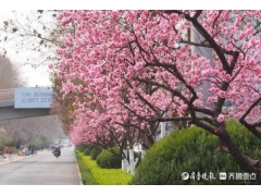 济南经十路变花海，数公里红梅花开犹如绯红轻云