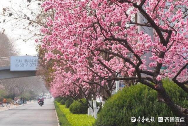 济南经十路花海