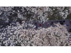 <b>济南百花公园“玉兰大道”鸟语花香</b>