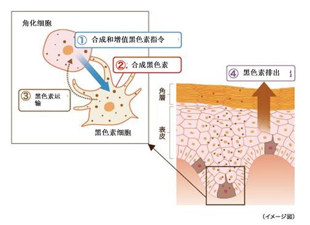 黑色素是形成的原因
