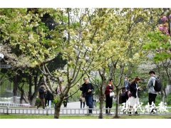  樱花原来还有绿色的！“国宝级”绿樱在南京玄武湖迎来最美观赏期