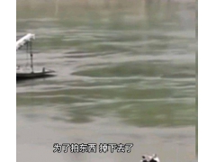 重庆一女子疑因拍视频坠入嘉陵江仍未找到落水者