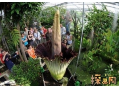 世界上最恐怖的花:尸花，开花时会散发尸臭的味道