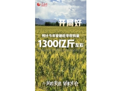 大国“粮”策|进度快、品质好、保障足 全国夏粮生产丰收在望