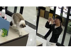 猫咪摔坏12万翡翠手镯被连夜送走