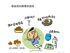 广东诺如病毒进入高发期 诺如病毒的预防