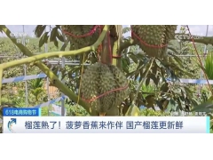 首批国产榴莲来了！开始预售