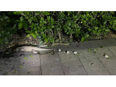 广东一地惊现“五爪金龙”，发现时刚产下4颗蛋